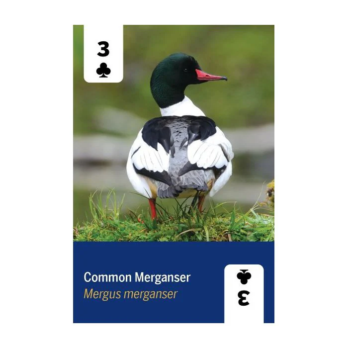 Birds of North America Playing Cards - Image 4